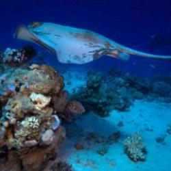 Binlerce tür canlı ve eşsiz dalış deneyimi sunan Kızıldeniz’i keşfedin!