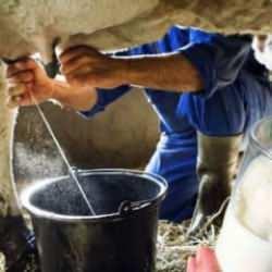 Her duyduğunuza inanmayın! Çiğ süt tüketmek zararlı mı?