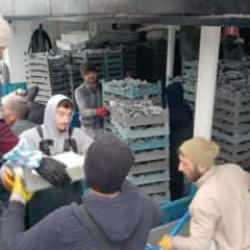 Karadeniz'den tonlarca hamsi çıktı!