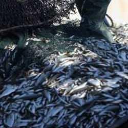 Karadeniz'in su ürünleri ihracat geliri 10 ayda yüzde 22 arttı