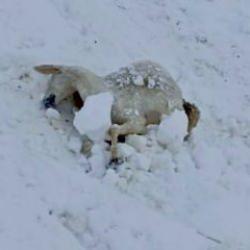 Malatya'da acı görüntü! 100 küçükbaş hayvan donarak telef oldu