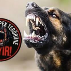 Yasa geçti, sorun bitmedi! Başıboş köpek, 6 yaşındaki çocuğu ağır yaraladı