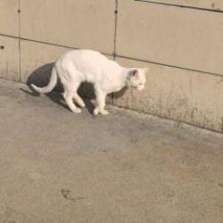 Bursa’da bacağı kırılan kedi hastaneye geldi