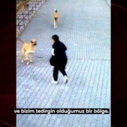 Çankaya'daki köpek sürüsü dehşeti vatandaşı tedirgin ediyor!