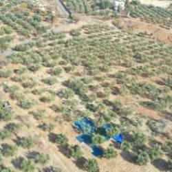 24 bin 700 ton zeytin rekoltesi bekleniyor!