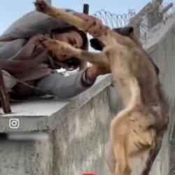  Barınaktaki k&ouml;pekleri tek tek sokağa saldılar jandarma ise hi&ccedil;bir şey yapmadan izledi!