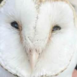 Balıkesir'de yaralı halde bulundu: Y&uuml;z&uuml; kalp şeklinde...