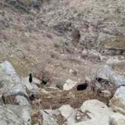 Siirt'te ilginç olay: Çoban Tiktok'ta, keçiler ölümün kucağında