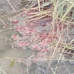 Atıklarını dereye boşaltan işletmeye büyük ceza