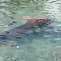 Ayaklarını yıkamak istedi! Saniyeler i&ccedil;inde timsaha yem oldu...