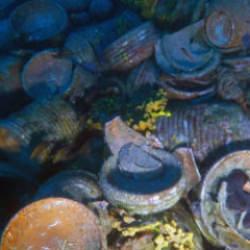 Ayvalık a&ccedil;ıklarında bulundu! 1500 yıllık ticaretin izlerini sergiliyor