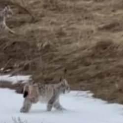 Bayburt'ta karlı arazide gezen iki vaşak g&ouml;r&uuml;nt&uuml;lendi