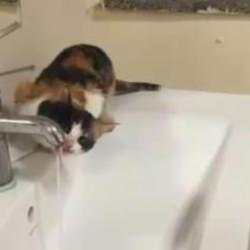 Diyarbakır&rsquo;da susayan kedi musluktan kana kana su i&ccedil;ti