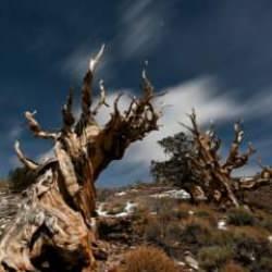 D&uuml;nyanın en yaşlı ağacı Methuselah meteor yağmuru altında g&ouml;r&uuml;nt&uuml;lendi