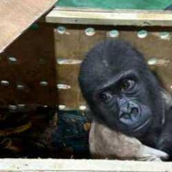 İstanbul Havalimanı'nda "goril yavrusu" yakalandı