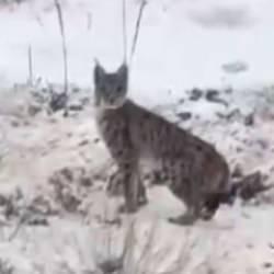 Malatya'da g&ouml;r&uuml;ld&uuml;! Vatandaşla burun buruna geldi: Nesli t&uuml;kenmek &uuml;zere