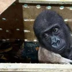 Havalimanında yavru goril bulunmuştu... Tayland polisi harekete geçti!  