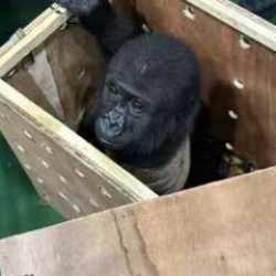 Havalimanında yakalanan goril yavrusunun akıbeti belli oldu