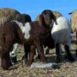 Kırşehir'de &ccedil;i&ccedil;ek hastalığı alarmı! 13 k&ouml;yde hayvan hareketi durduruldu