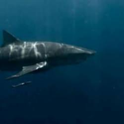 Mısır&rsquo;da k&ouml;pek balığı saldırısı! 1 &ouml;l&uuml;, 1 yaralı