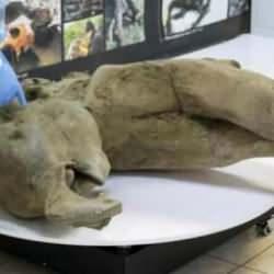 Rusya’da heyecanlandıran keşif! Bu mamut 50 bin yaşında!