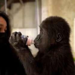 Yavru Goril'den haber var! Bakanlık paylaştı