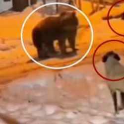 Yer: Erzurum! Ayı ve köpek sürüsü karşı karşıya geldi 