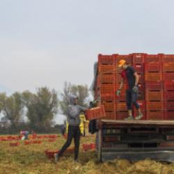 &Ouml;demiş Ovası'nda hasat başladı! G&uuml;n doğumuyla start veriliyor!