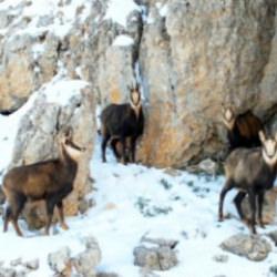 Munzur Dağları'nda şamualar s&uuml;r&uuml; halinde g&ouml;r&uuml;nt&uuml;lendi