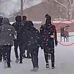 Erzurum&rsquo;da okul bah&ccedil;esine giren kurt k&ouml;peği 3 &ouml;ğrenciye saldırdı