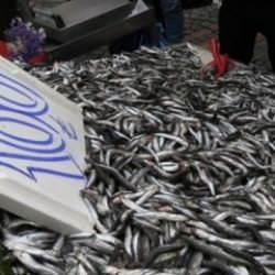 Hamsi bolluğu! Kilosu 100 liraya düştü