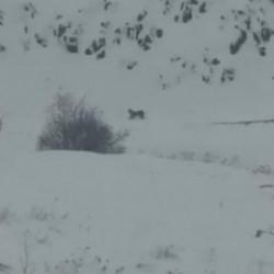 Iğdır&rsquo;da a&ccedil; kalan 3 vaşak k&ouml;ye indi