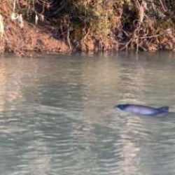 Irmağa giren yunusu denize ulaştırma seferberliği