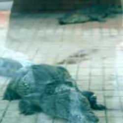 İstanbul'da ele ge&ccedil;irildi! 2 timsah koruma altına alındı