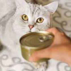 Kedilerin yaş mama ihtiyacı: Sıklık, miktar ve faydaları