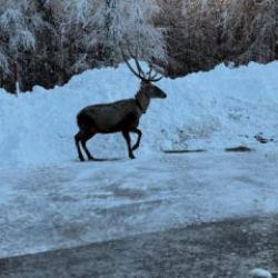 G&ouml;r&uuml;nt&uuml;s&uuml; mest etti: Kuzu Yayla Tabiat Parkı'nda kızılgeyik g&ouml;r&uuml;nt&uuml;lendi