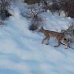 'Ormanın hayaleti' olarak biliniyor! Bir ay i&ccedil;erisinde iki kez kameraya takıldı 