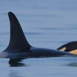 Yaslı balina &ouml;len yavrusunu bırakmadı, her yere yanında g&ouml;t&uuml;rd&uuml;