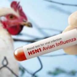 ABD’de kuş gribinden ilk ölüm: H5N1 virüsü geri döndü! 