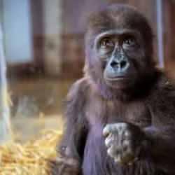 Bakanlık anket açmıştı: Yavru gorilin ismi belli oldu!