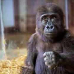 Bakanlık, İstanbul Havalimanı'nda bulunan goril için anket başlattı