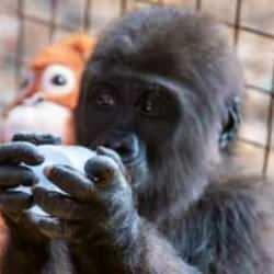 Bakanlık paylaştı: Yavru goril için isim aranıyor! 