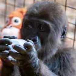 Havalimanında ele geçirilen yavru gorile 20 binin üzerinde isim önerisi