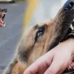 İnsan canı mı sokak köpekleri mi? 'Hayvan hakları' istismarını çökerten yazı