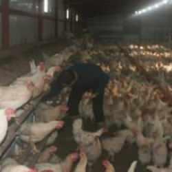 Bahçesinde hobi olarak başladı, şimdi 3 bin adet tavuğu var