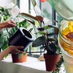 Bahçıvanların yeni sırrı: Barış çiçeği için muz kabuğu çayı!