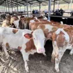 Erzurum'da bir aydır kapalı olan hayvan pazarı a&ccedil;ıldı