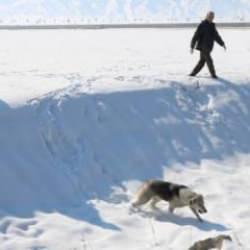 Eslem'in &ouml;l&uuml;m&uuml; sonrası b&ouml;lgedeki sokak k&ouml;pekleri toplanıyor 