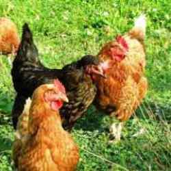 Köy tavuğu geç piştiği için doğal tavuk mudur? Tarım ve Orman Bakanlığı yanıtladı