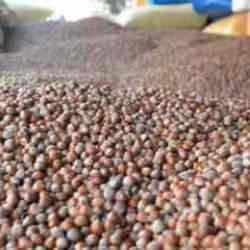 Ordu'da fındığın kilogramı 125 liradan işlem görüyor
